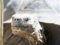 DSC 4108 : Jersey Zoo