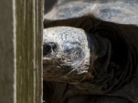 DSC 4109 : Jersey Zoo