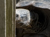 DSC 4110 : Jersey Zoo