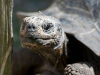 DSC 4111 : Jersey Zoo