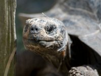 DSC 4112 : Jersey Zoo