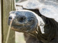 DSC 4113 : Jersey Zoo