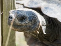 DSC 4114 : Jersey Zoo