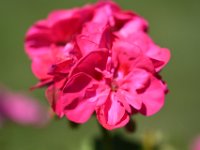 DSC 0867