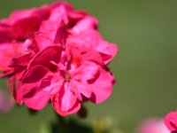 DSC 0868