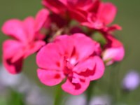 DSC 0871