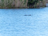 Everglades 8-31-18