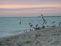 Captiva 01-06-18