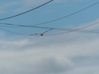 DSC 0247