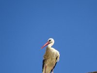 DSC00218