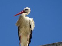 DSC00219