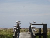 DSC00303