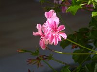 DSC00331