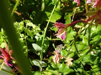 DSC00334