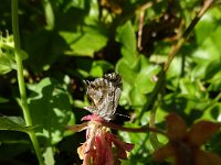 DSC00335