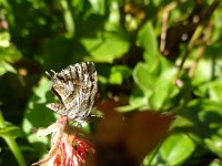 DSC00336