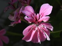 DSC 3887