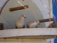 DSC00506