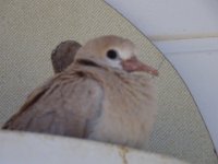 DSC00509