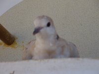 DSC00510