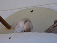 DSC00511