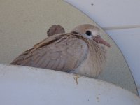 DSC00512