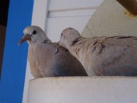 DSC00513
