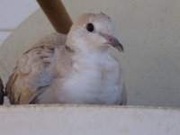 DSC00514