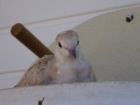 DSC00515