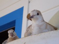DSC00516