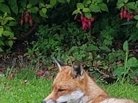 Foxes