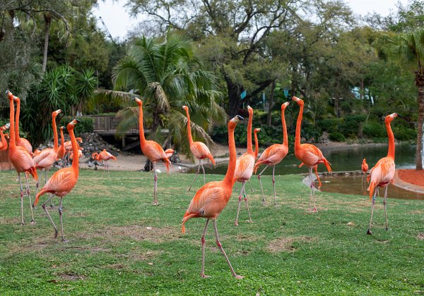 Busch Gardens