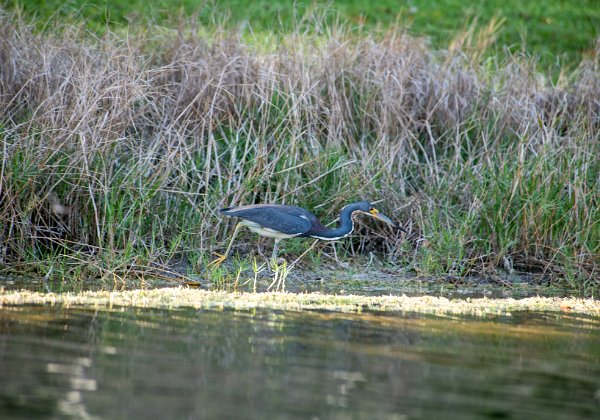 Birds from boat 05-07-20