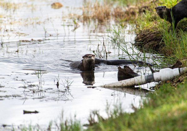 Otters 10-16-20