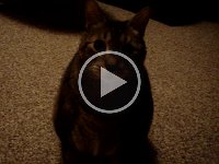MOV03231
