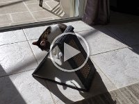 New Cat Scratcher